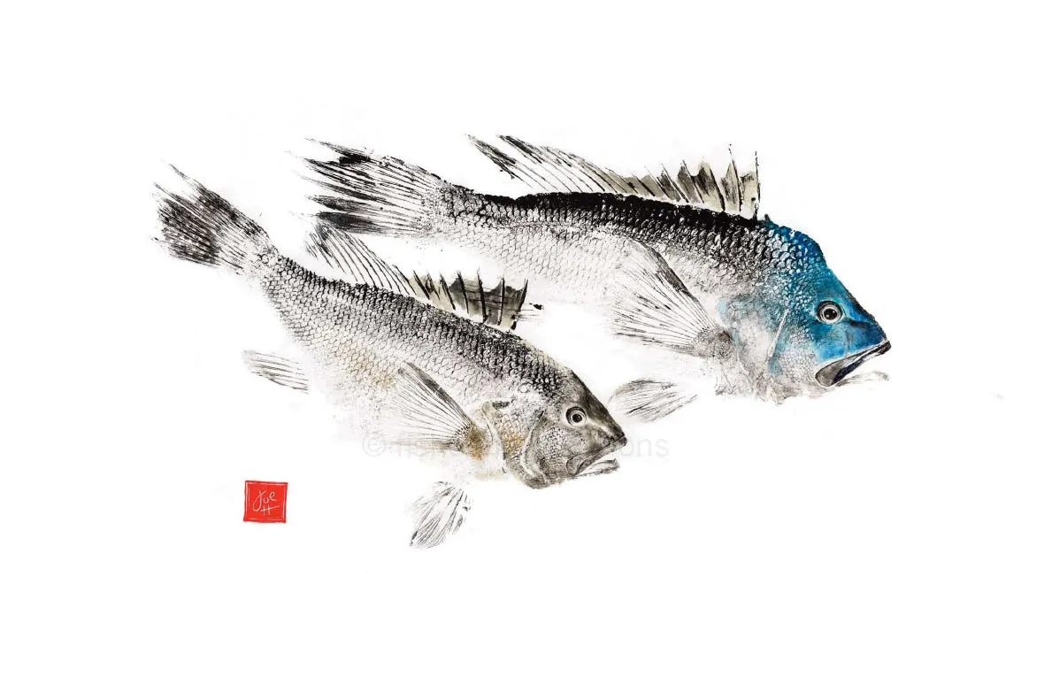 22 x 17  Black Seabass Pair Gyotaku Archival Print