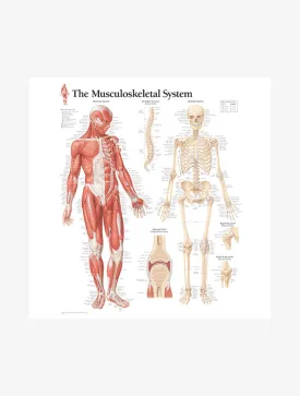 Musculoskeletal System Laminated Poster